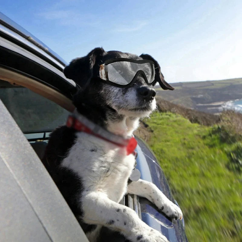 Pat and Pet Emporium | Pet Sunglasses | UV Plastic Goggles