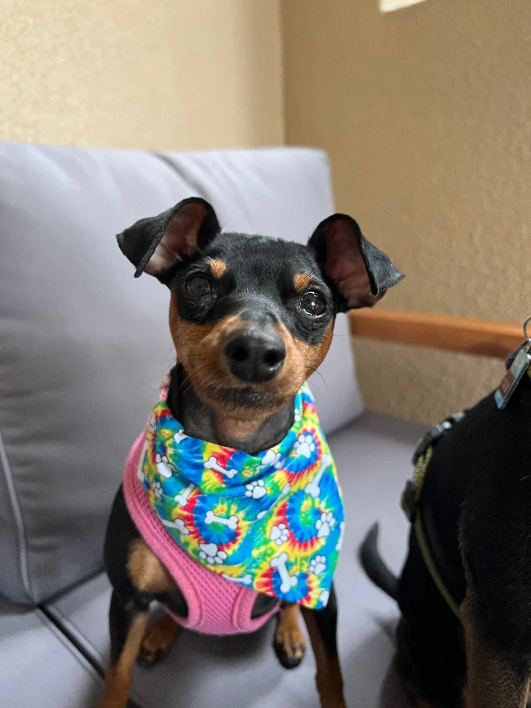 Tie Dye Over the Collar Pet Bandana